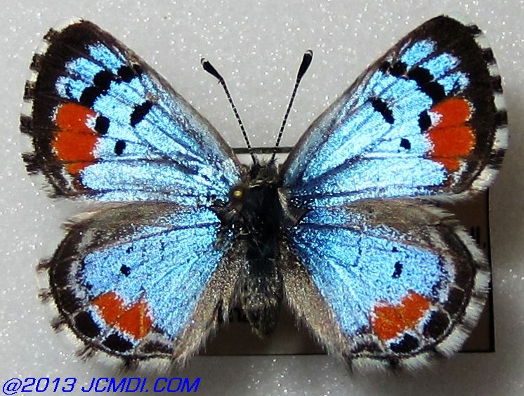 Philotes sonorensis (Sonoran Blue) butterfly life cycle image